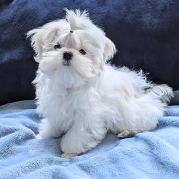 Shorty - White male Maltese puppy in Eureka, California from Bratpack Babydolls