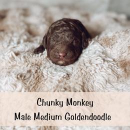 Spot 3 - Apricot male Goldendoodle puppy in Redmond, Oregon from Bourbon and Lace Doodles