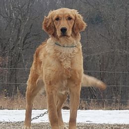 Jade - Golden Retriever