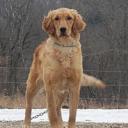 Jade - Golden Retriever