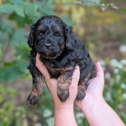 Dark Chocolate - Black and tan female Cavapoo puppy in Coshocton, Ohio from Forever Family Puppies