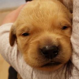 Lexi- purple collar - Golden Retriever puppy in Arlington, Washington from Nagel Farm's