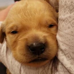 Lexi- purple collar - Golden Retriever puppy in Arlington, Washington from Nagel Farm's