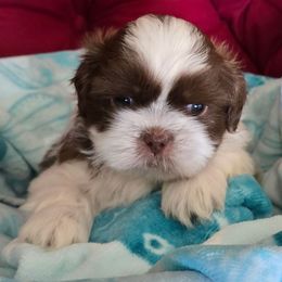 Boy 6 - Sable and white male Shih Tzu puppy in Hudson, Florida from My Boujee Shih Tzu Life