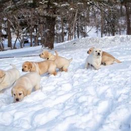 Labrador Retrievers from Hill’s Labrador Retrievers