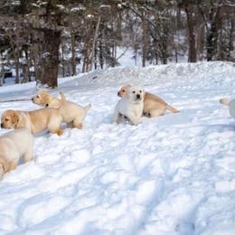 Labrador Retrievers from Hill’s Labrador Retrievers