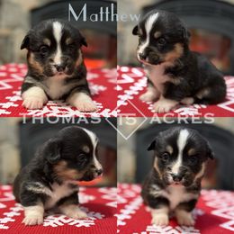 Matthew - Black and tan male Pembroke Welsh Corgi puppy in Raymond, Illinois from Thomas Acres