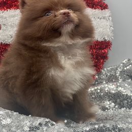 Cassius - Chocolate male Pomeranian puppy in Brentwood, California from Royalpawpoms