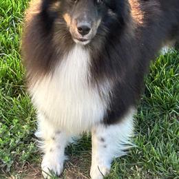 Brooke - Shetland Sheepdog