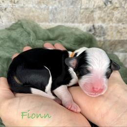 Fionn - Tri-color male Bernedoodle puppy in Midland, Michigan from Northern Charm Farm