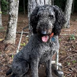 Labradoodles from Daylin’s Doodles & Labradors