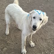 Kavax - Maremma Sheepdog puppy in Kings County, California from Prancing Pony Farm Maremma Sheepdogs
