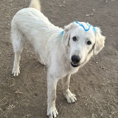 Kavax - Maremma Sheepdog puppy in Kings County, California from Prancing Pony Farm Maremma Sheepdogs