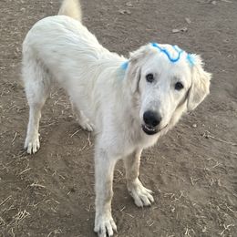 Kavax - Maremma Sheepdog puppy in Kings County, California from Prancing Pony Farm Maremma Sheepdogs