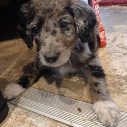 Tysen - Merle male Goldendoodle puppy in Pleasant Hill, Iowa from Courtney Nicole's Mal Shihs & Goldendoodles