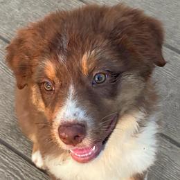 Mrs. Yellow - Maggie - Red tri-color female Australian Shepherd puppy in Albany, Indiana from Hughes Heritage Aussies