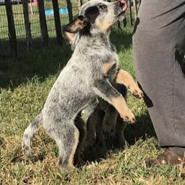 Australian Cattle Dog and Australian Kelpie Puppies from Carben Copy