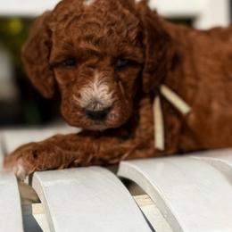 Huck - Red male Double Doodle puppy in Deer Park, Washington from Doodle Paw Ranch