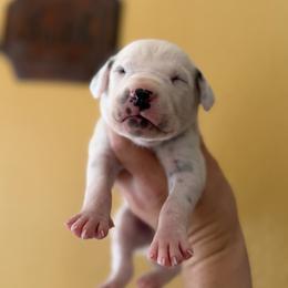 Male 5 - White and black male Dalmatian puppy in Lake Mathews, California from Bully Market