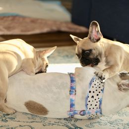 French Bulldog Puppies from Camp Fine Frenchies