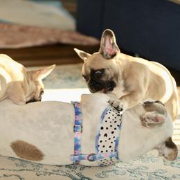 French Bulldog Puppies from Camp Fine Frenchies