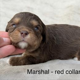 Marshal - red collar - Chocolate male Cavapoo puppy in Colorado Springs, Colorado from Shining Star Doodles