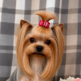 Girl 1 - Blue and gold female Yorkshire Terrier puppy in Placerville, California from Diamond Springs Boutique