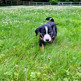 Hussar Ridge ACRA - Black brown and white female Appenzeller Sennenhund puppy in Westborough, Massachusetts from HussarRidge