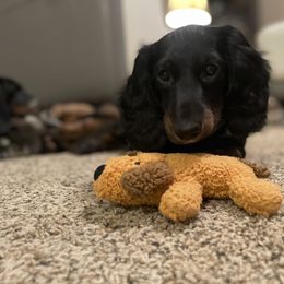 Dachshund Puppies from Meyerhaus (Weenie-Corn Ranch)