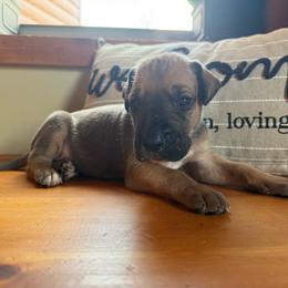 Light blue collar - Fawn male Great Dane puppy in Corsica, Pennsylvania from Ferguson Family Danes LLC