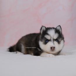 Rosalie - Black and white female Pomsky puppy in Loxahatchee, Florida from Cardinal Point Pomskies