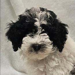 Willow - Parti female Poodle puppy in Puyallup, Washington from Pure Parti Poodles