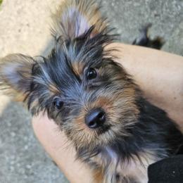 Silky Terrier Puppies from Brawley's Beautiful Babies