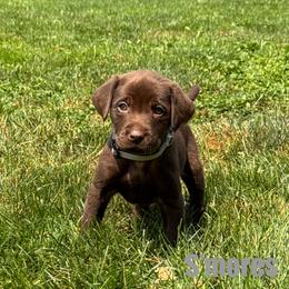 S'mores - Chocolate male Labrador Retriever puppy in Tigard, Oregon from Morrison Labrador Retreivers