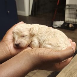 Girl 2 - Apricot Poodle puppy in Augusta, Georgia from Royalti Pups