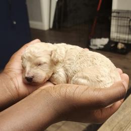 Girl 2 - Apricot Poodle puppy in Augusta, Georgia from Royalti Pups