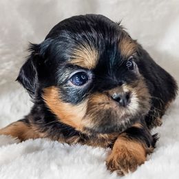 Boo Bear - Black and tan male Shih Tzu puppy in Jacksonville, Florida from Shih Tzus of Jacksonville