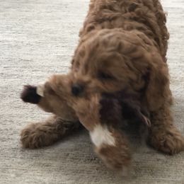 Cavachon, Cavalier King Charles Spaniel, and Cavapoo Puppies from Comfort Cavs