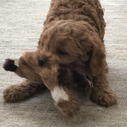 Cavachon, Cavalier King Charles Spaniel, and Cavapoo Puppies from Comfort Cavs