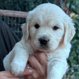 Girl 4 - Light golden female Golden Retriever puppy in Lake Hughes, California from Golden Hills Retrievers