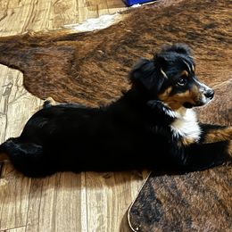 Miniature Australian Shepherd and Toy Australian Shepherd Puppies from Ramblin’ Rose Aussies