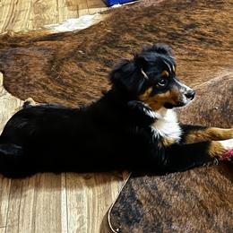 Miniature Australian Shepherd and Toy Australian Shepherd Puppies from Ramblin’ Rose Aussies