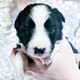 Amor - Black and white female Border Collie puppy in Raccoon, Kentucky from Skyline Border Collies
