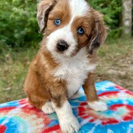 Boy 1 - Red male Aussiedoodle puppy in Hillsboro, Illinois from Perfect Paws Puppies