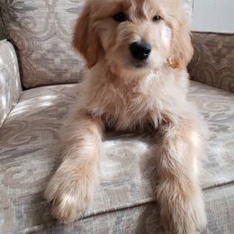 Goldendoodle and Poodle Puppies from C.P. Puppy Buddies
