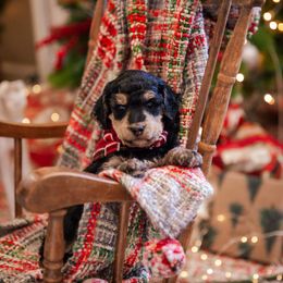 Poodle Puppies from Setting the Standard Poodles