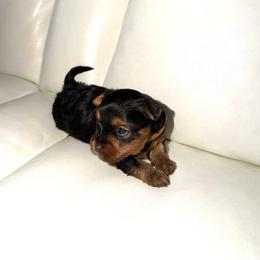 Melrose - Black and gold male Yorkshire Terrier puppy in Yonkers, New York from The Dior Line