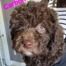 Carbon - Brown and white female Aussiedoodle puppy in Loveland, Colorado from A&L Ranch Aussiedoodles