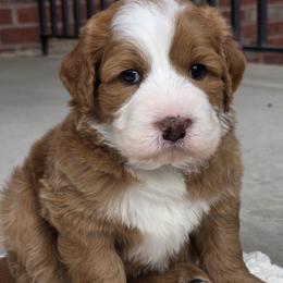 Yukon Gold - Red male Bernedoodle puppy in Hooper, Utah from Saltwater Doodles