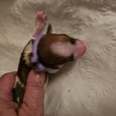 Lilac Girl - White and brown Kromfohrlander puppy in Pickerington, Ohio from Cynthia  Lear